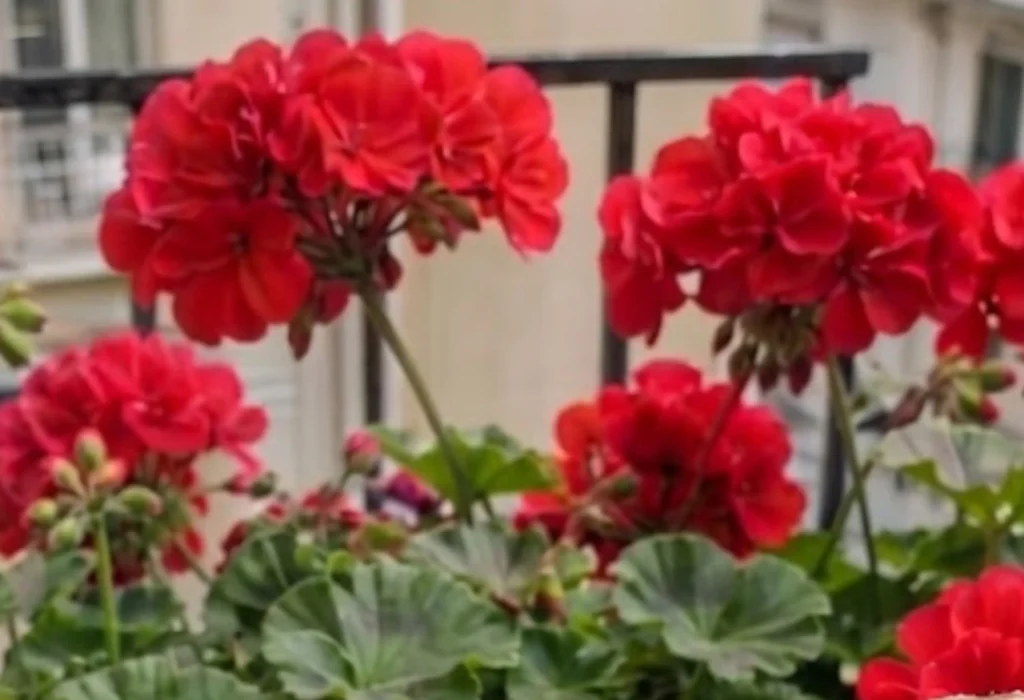 Balcony Geraniums