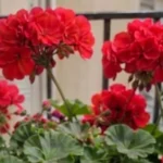 Balcony Geraniums