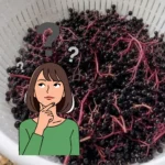 Tutti i Benefici e le Proprietà delle Bacche di Sambuco